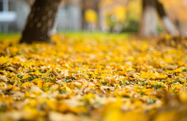 Blurred Background Autumn Leaves