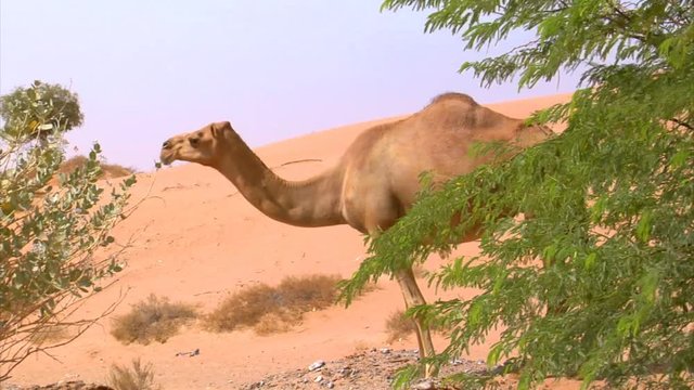 10288 camel watch around
