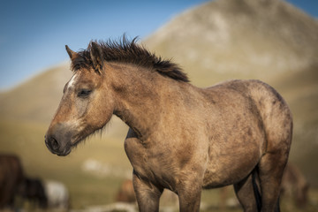 Obraz premium Brown foal portrait