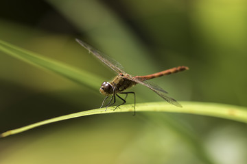 Fototapeta na wymiar Male common darter dragonfly - Sympetrum striolatum