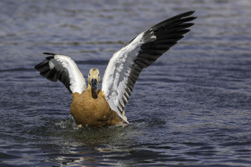 Ruddy shelduck with damaged wing