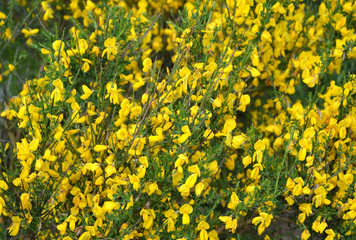 Fototapeta premium The blossoming genista Spanish (Spanish broom) (Spartium junceum