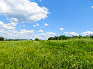 Fototapeta premium Wide green meadow