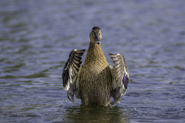 Female mallard duck