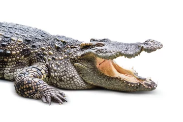 Photo sur Plexiglas Crocodile Crocodile isolated