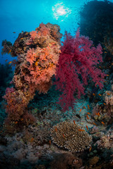 Obraz na płótnie Canvas Soft corals fill the reef with color, St John's Farsha Umm Kararim, Red Sea, Egypt