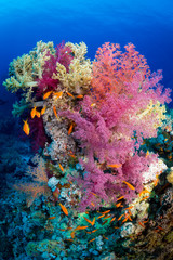 Fototapeta na wymiar The colors of soft corals on the reef, Farsha Umm Kararim, Red Sea, Egypt