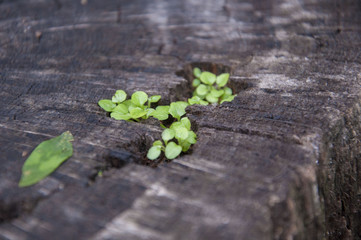 Tiny leaves growing out of old wooden stump