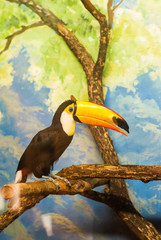 toucan