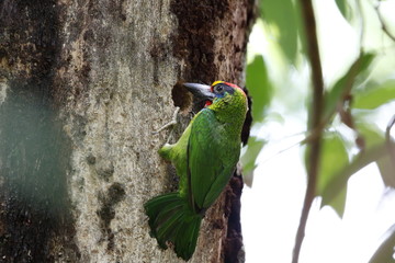 Red throated barbet/ This is very beutiful wild bird photo which was took in Malaysia Borneo.This bird name is Red throated barbet.