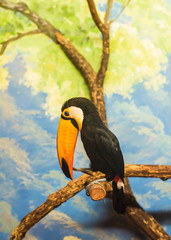 toucan