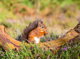 Red squirrel sitting in forest, Northumberland, England