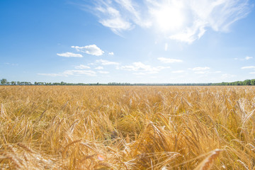 Yellow agricultural field under a blue sky, sunny