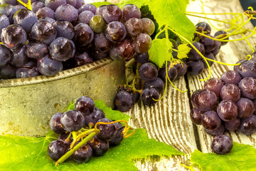Fototapeta na wymiar Blue fresh grapes in old metal bowl