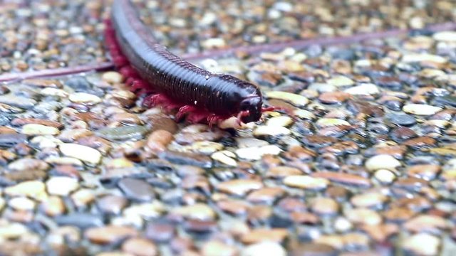 Closeup of walking Brown Centipede on the Floor 