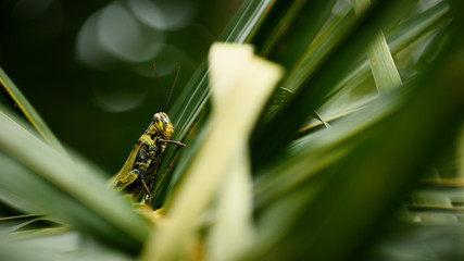 grasshopper hide on coconut leaf