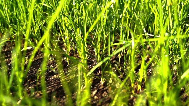 young lawn - tilt bottom up