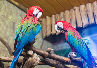 cockatoo parrots