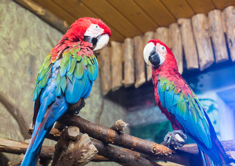 Naklejka na ściany i meble cockatoo parrots