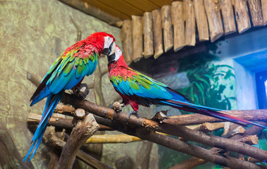 cockatoo parrots