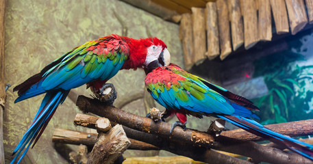 Obraz premium cockatoo parrots