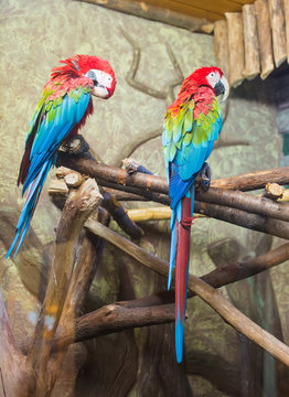 cockatoo parrots
