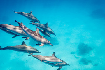 A pod of spinner dolphins ( (Stenella longirostris) at play, southern Red Sea, Egypt