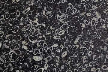 Shell black marble patterned for design and texture.