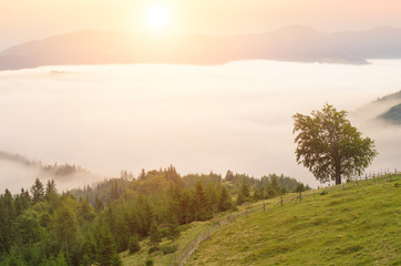 Morning fog in the mountains. summer landscape with fir forest on mountain slopes. Color toning. Low contrast.