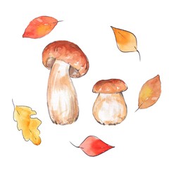 Autumn set. Watercolor sketch with mushrooms and leaves. Set of elements for design