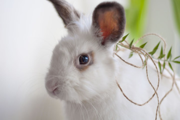 Cute white dwarf rabbit in decorations