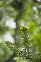 Bud on a pine branch
