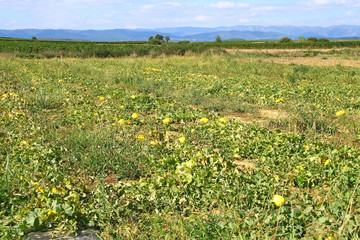 Fototapeta premium culture de melons jaunes