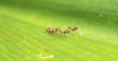 Weaver Ant is communicating with his partner by using antenna during they work