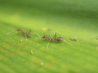 Weaver Ant is communicating with his partner by using antenna during they work
