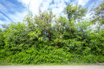 White Popinac, Lead Tree, Horse tamarind, Leucaena, lpil-lpil on roadside