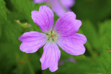 Hardy Geranium