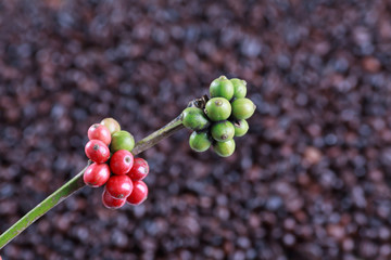 coffee beans and red ripe coffee
