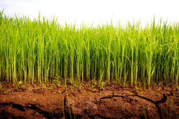 Rice seedlings on cracked soil