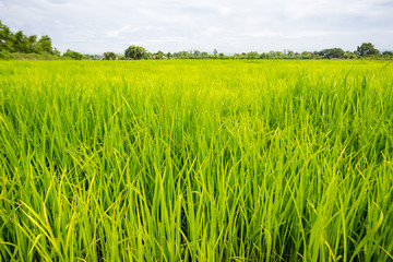Rice seedling field