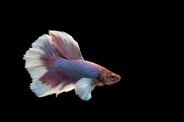 Obraz premium Siam Fighting Fish on black background.
