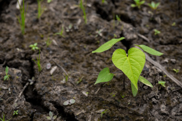 seedling bodhi tree on crack soil