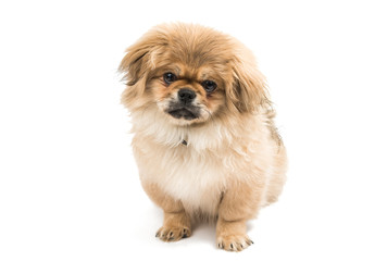 Pekingese
