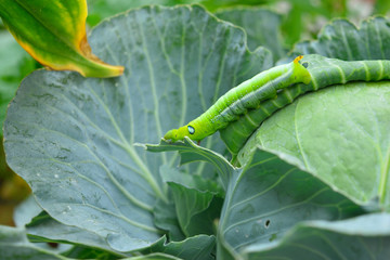 Worms eat green cabbage