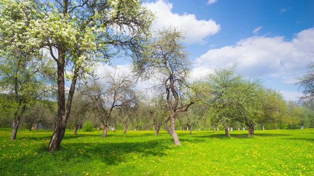 Spring apple orchard, panoramic time-lapse