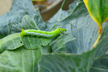 Worms eat green cabbage