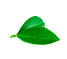 Fototapeta na wymiar Lime green leaves isolated on a white