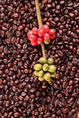 coffee beans and red ripe coffee