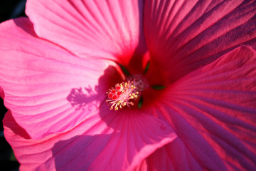 Hibiskusblüte © ulu