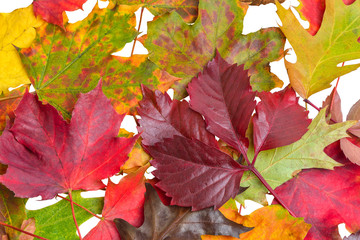 Autumn Leaves on White - clipping path
